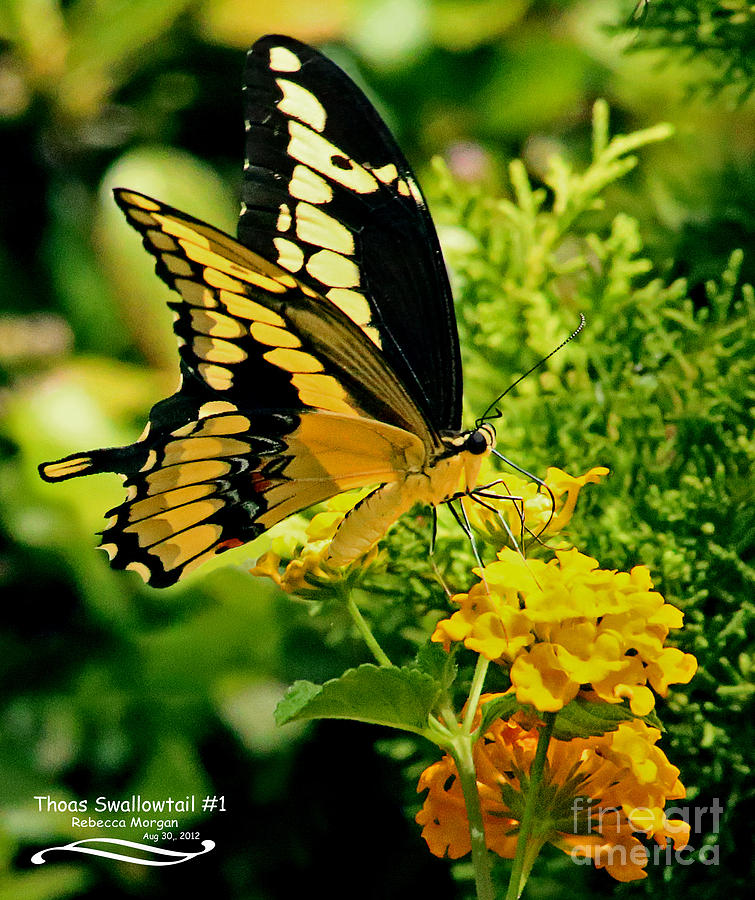 Thoas Swallowtail #1 Photograph by Rebecca Morgan - Fine Art America