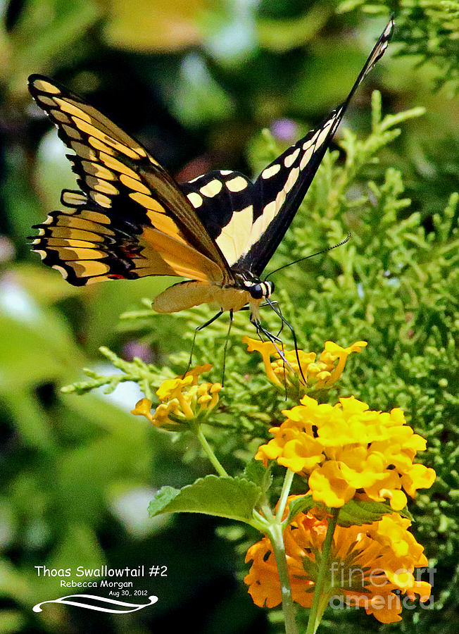 Thoas Swallowtail #2 Photograph by Rebecca Morgan - Fine Art America