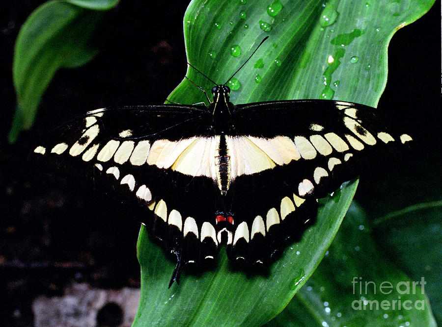 Thoas Swallowtail Butterfly Photograph by Terry Elniski