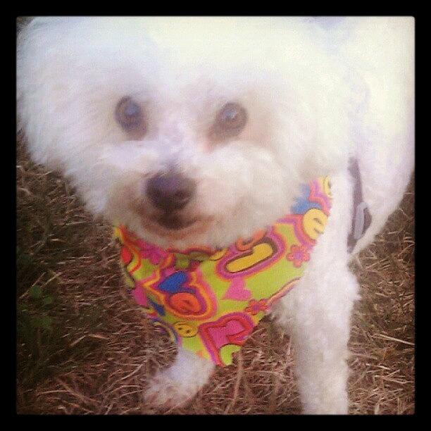 Dog Photograph - Thomas My #bichon #dog In A #colorful by Lunesta Walker