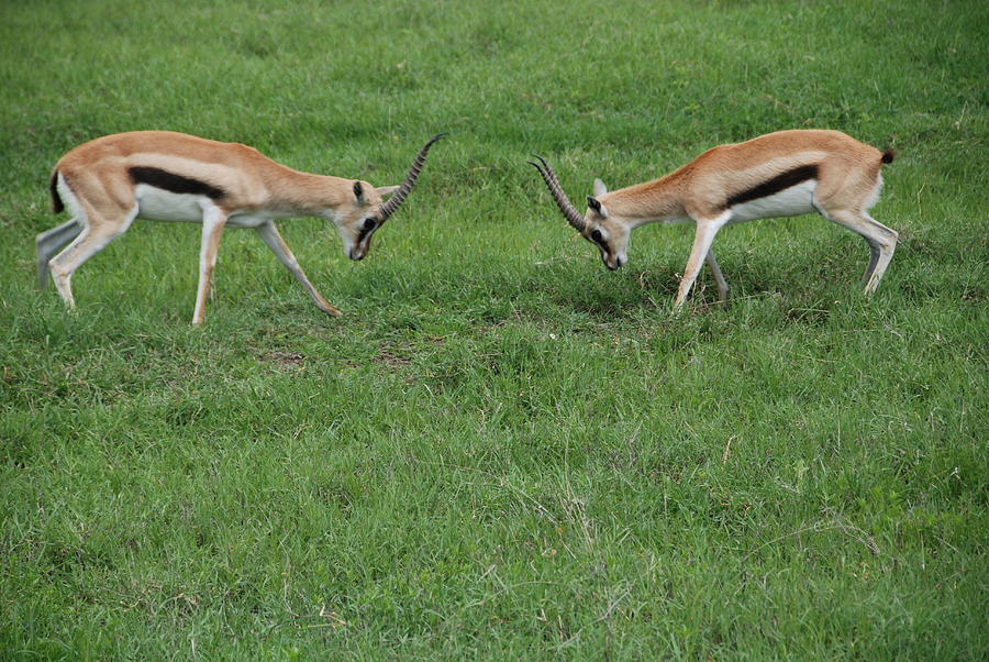 Thomsons Gazelle Photograph by Herman Hagen