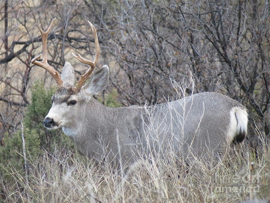 Thor Photograph by Aimee Mouw | Fine Art America