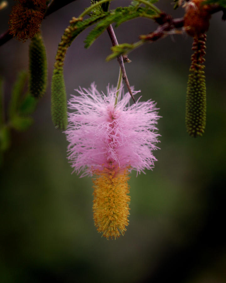 Thorn Acacia Flower Photograph by Joseph G Holland