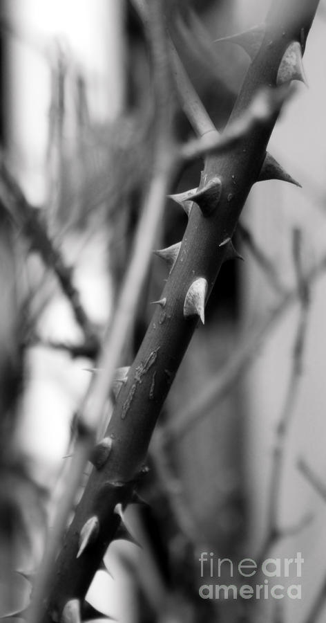 Thorns Photograph by Heather Applegate