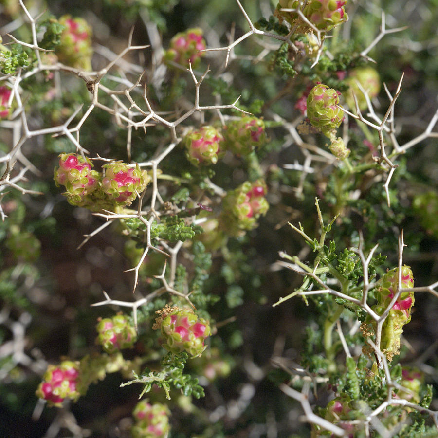 Thorny burnet or Sarcopoterium spinosum Photograph by Paul Cowan