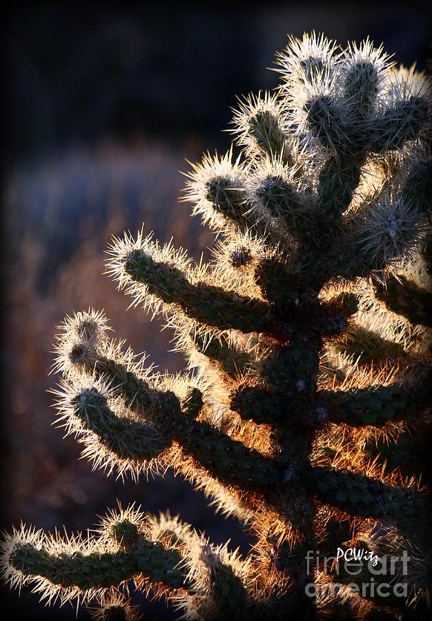Thorny Evening Photograph by Patrick Witz