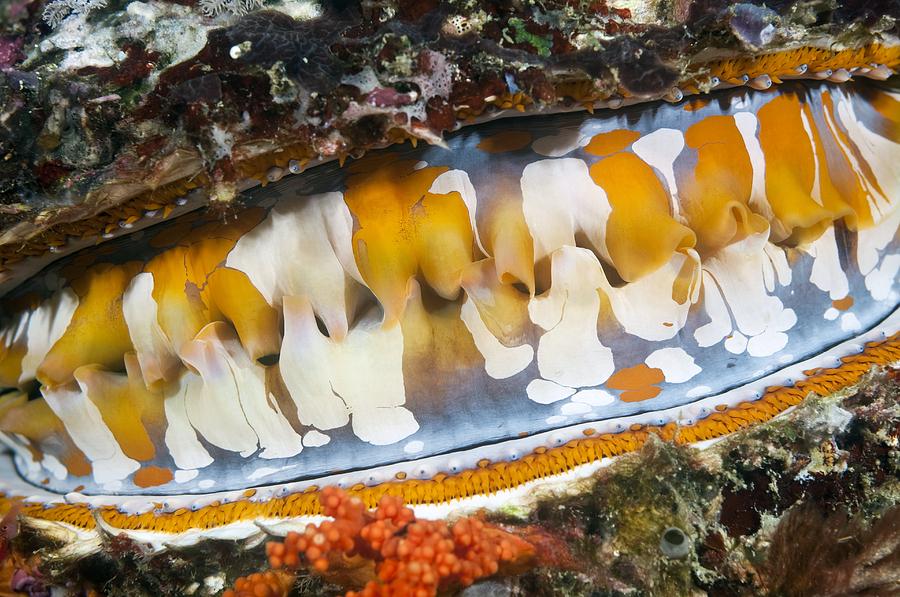 Thorny Oyster Mantle Photograph by Matthew Oldfield - Pixels