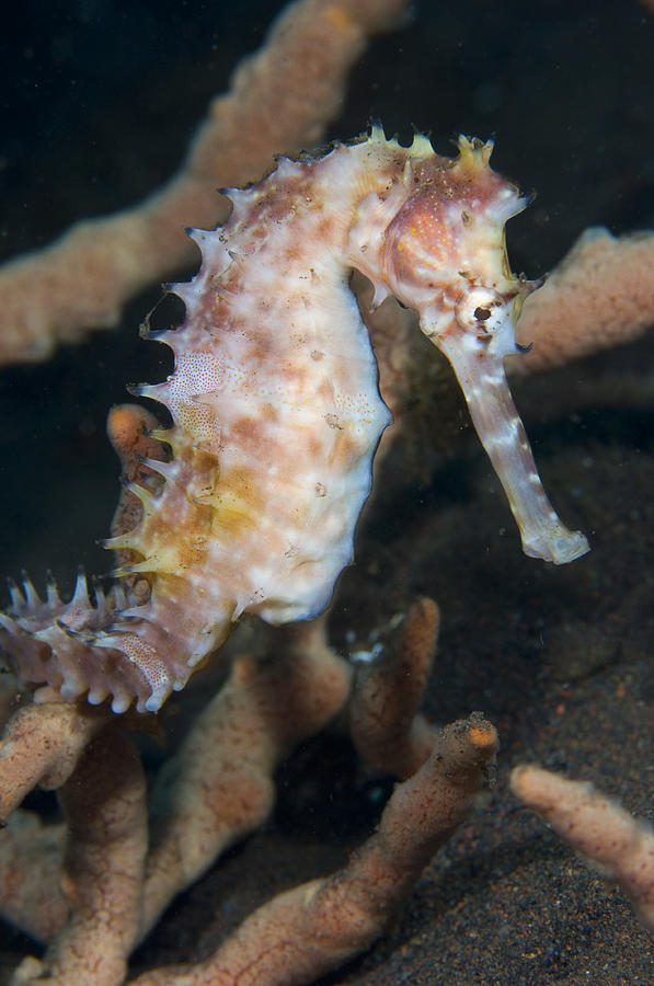 Thorny Seahorse Photograph by Matthew Oldfield - Pixels