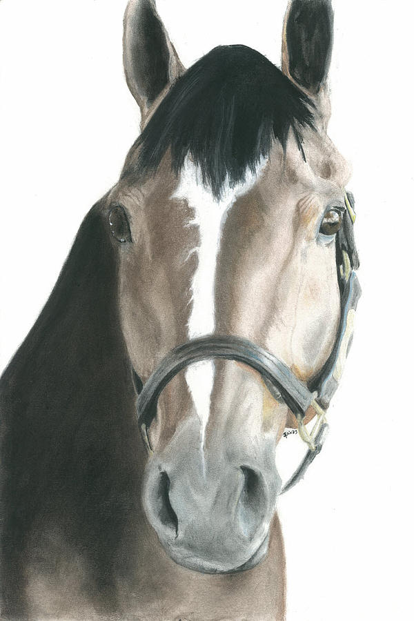 Horse Drawing - Thoroughbred Appendix Tripp by Jessica Raines