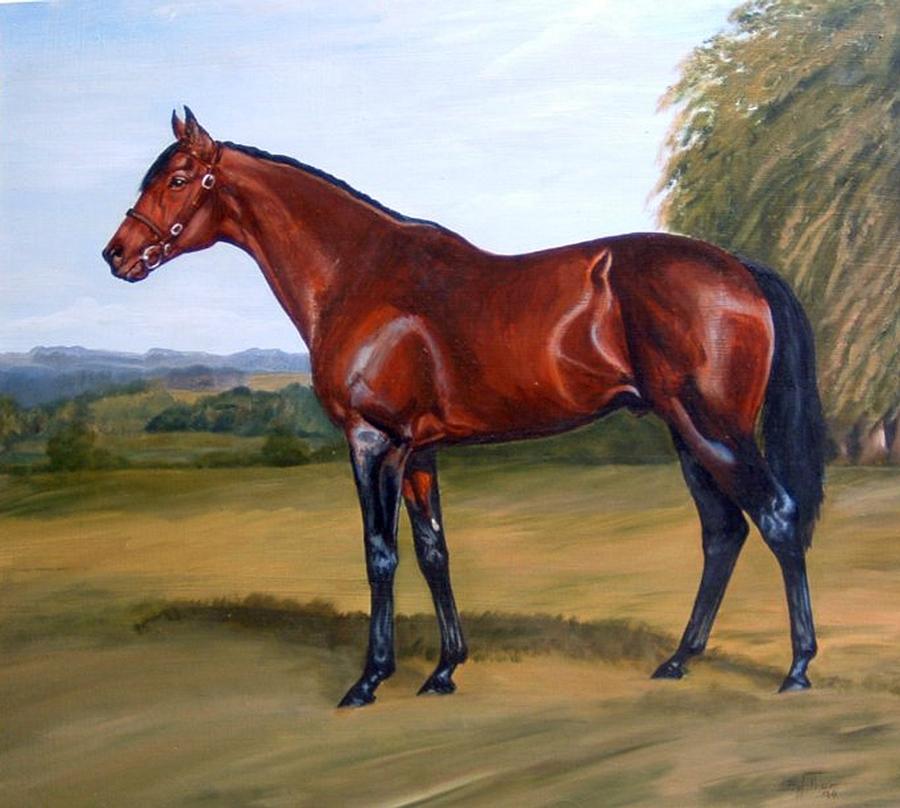 Thoroughbred Stallion Painting By Barbara Walker