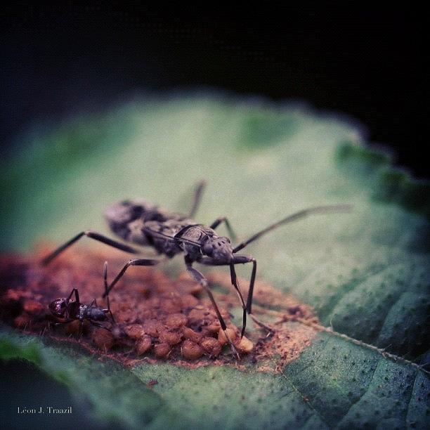 Nature Photograph - Thought It Was A Bug On Poop, On Closer by Leon Traazil
