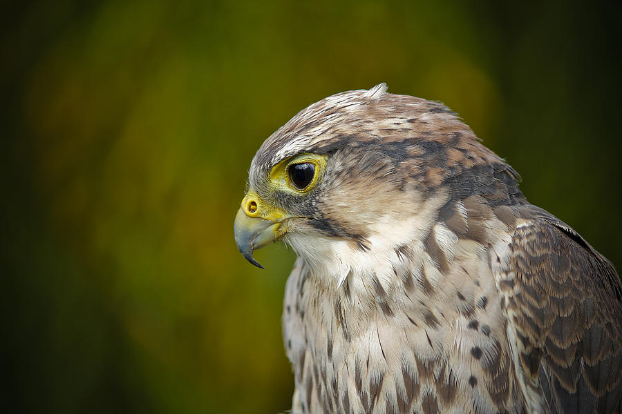 Falcon Photograph - Thoughtful Kestrel by Clare Bambers