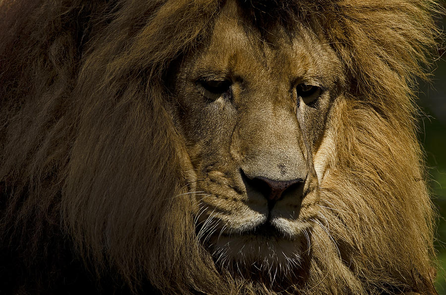 Thoughtful Lion Photograph by JT Lewis
