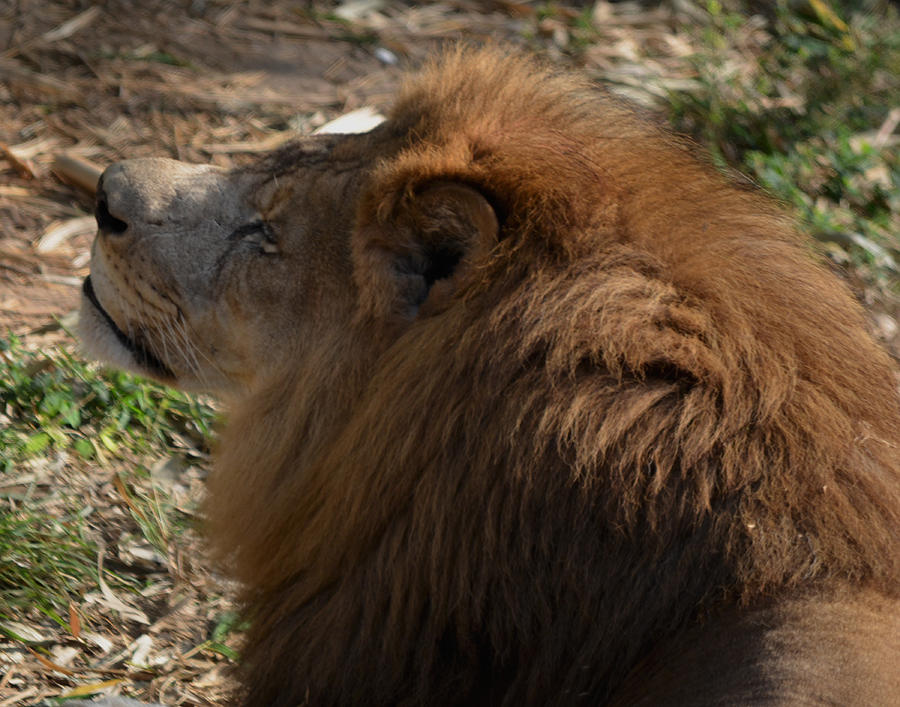 Thoughtful Lion Photograph by Maggy Marsh
