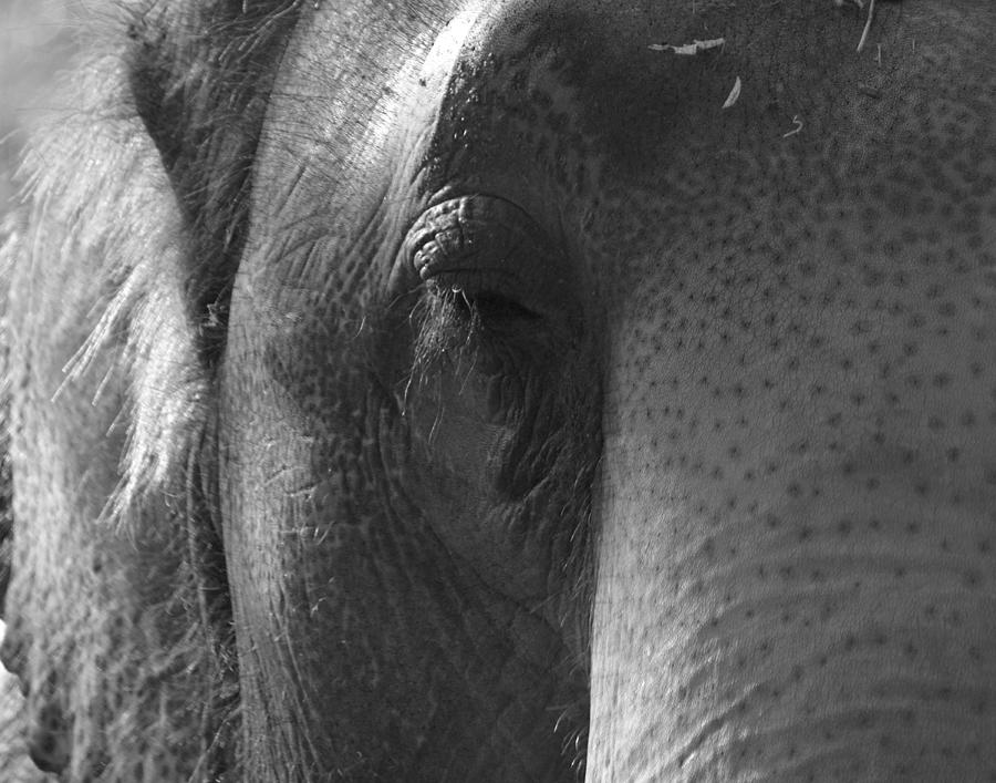 Thoughts of the Elephant Photograph by Maggy Marsh