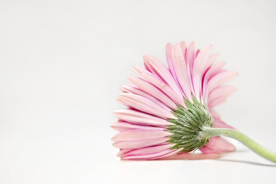 Daisy Photograph - Thoughts So Tender by Evelina Kremsdorf