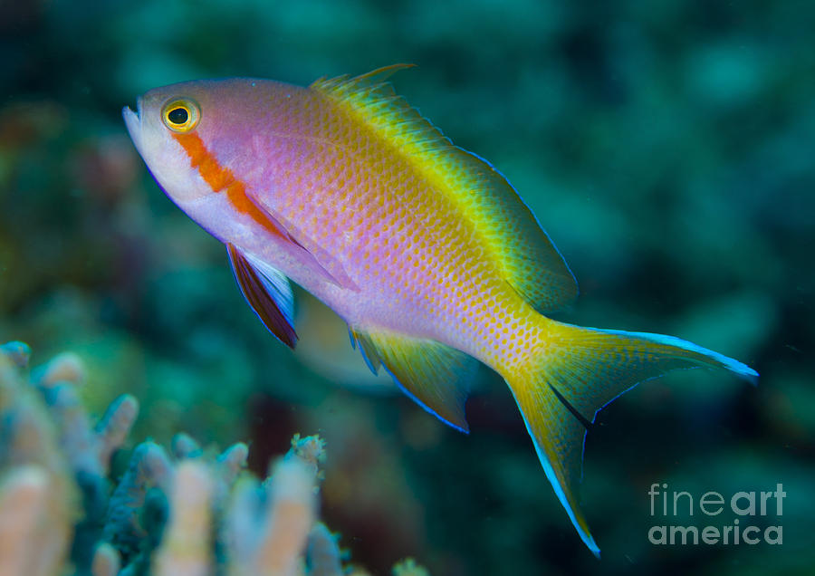 Threadfin Anthias Swimming Near Reef Photograph by Steve Jones Fine Art America