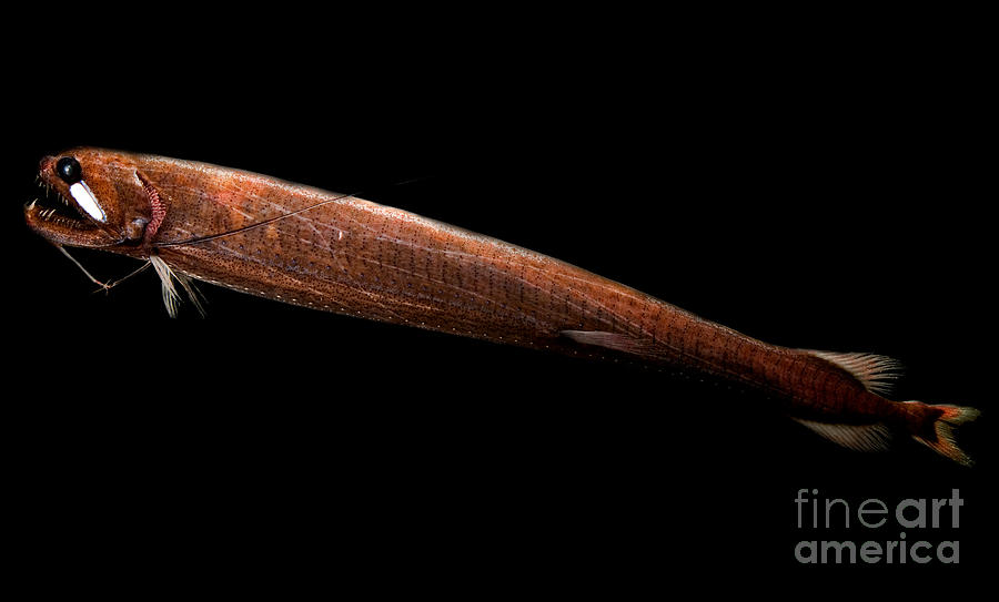 Threadfin Dragonfish Photograph by Dant Fenolio