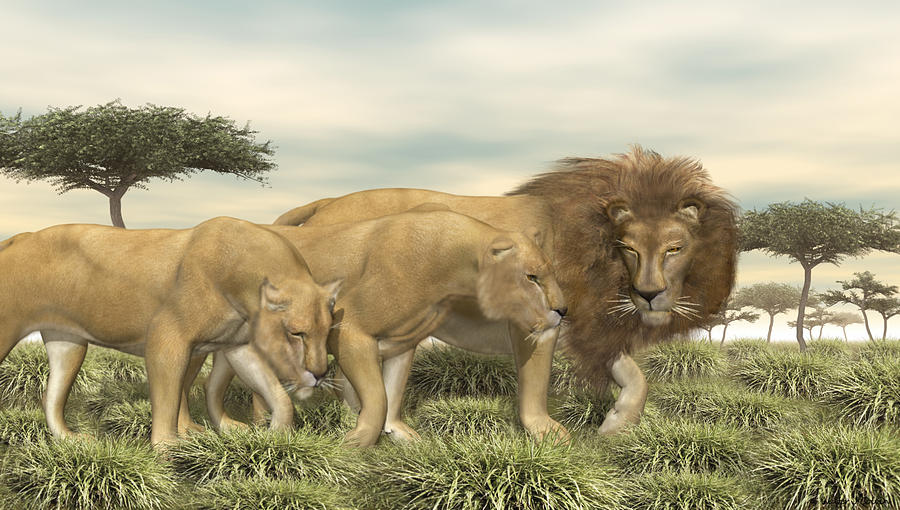 Three African Lions Digital Art by Walter Colvin