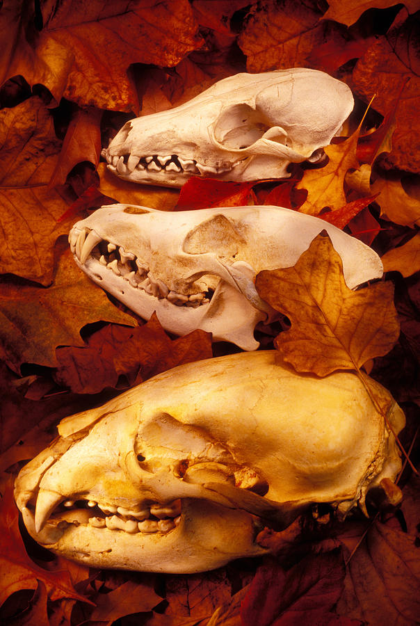 Animal Glass Art - Three Animal Skulls by Garry Gay