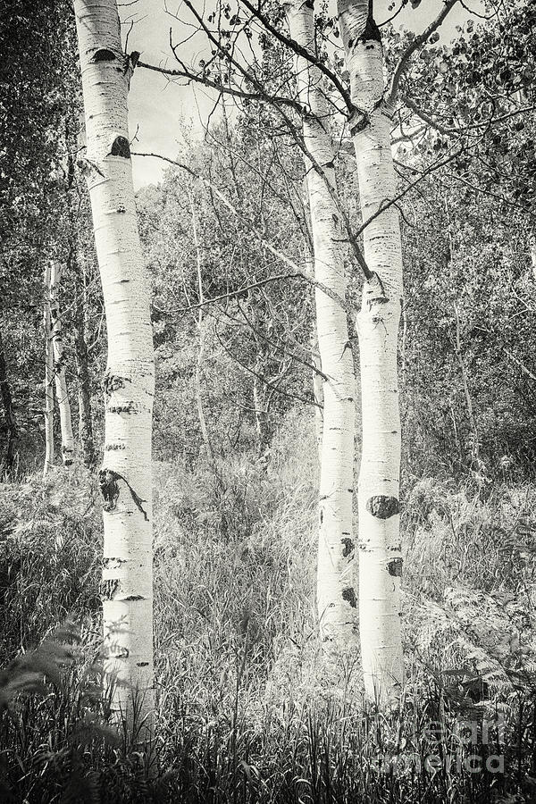 Three Aspen Trees Photograph by David Waldrop