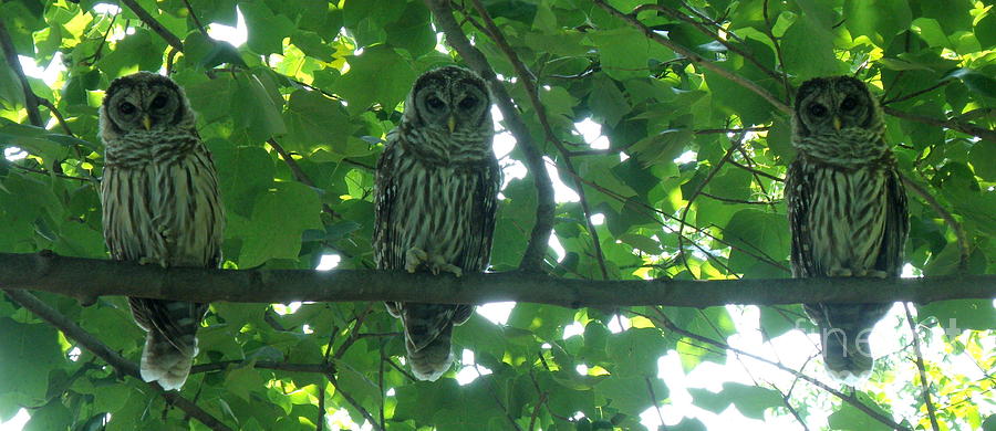 Three Barred Owls Photograph by Lainie Wrightson