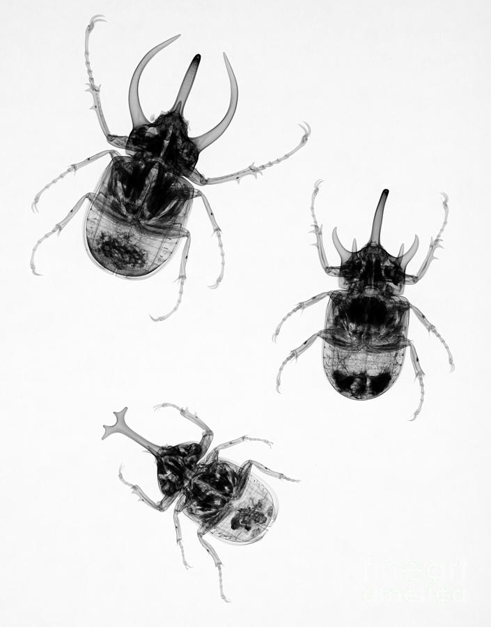 Three Beetles X-ray Photograph by Ted Kinsman