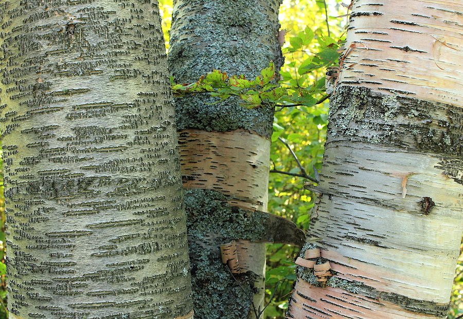 Three Birch Tree Trunks Photograph by Jim Sauchyn