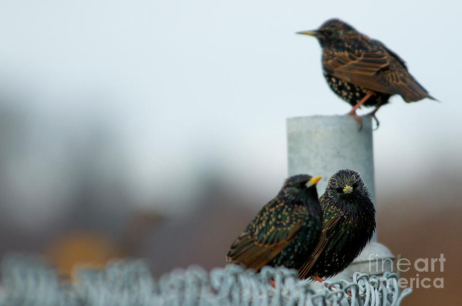 Three Birds on fence Photograph by Sean Stauffer - Fine Art America