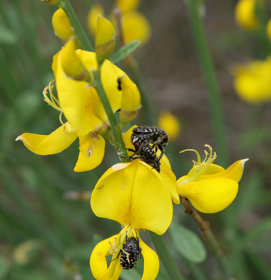 Nature Photograph - Three black insects on yellow flowers by Ivan SABO