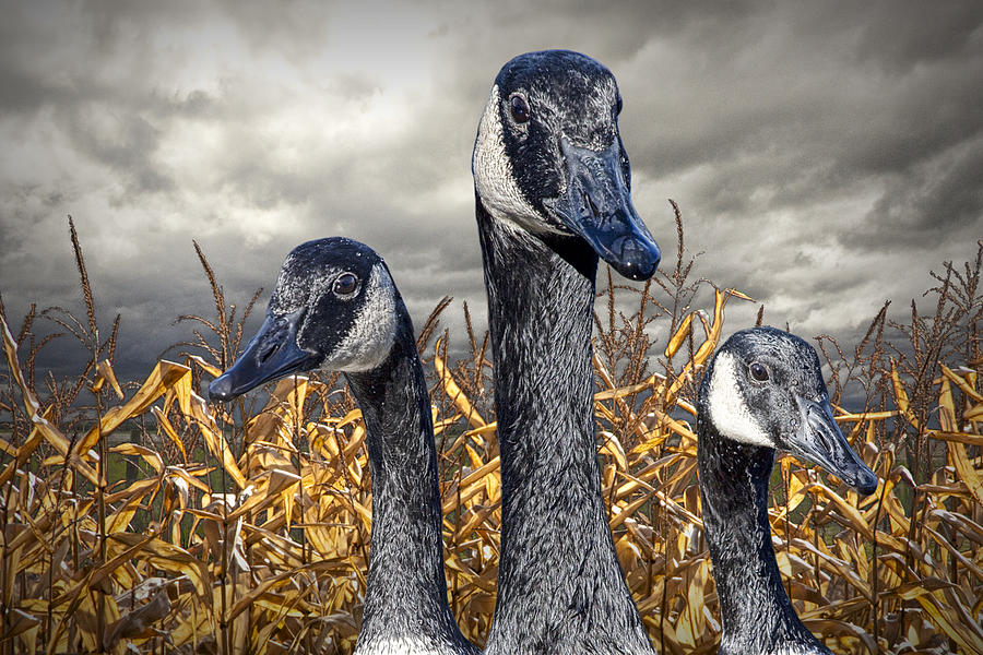 Nature Photograph - Three Canada Geese in an Autumn Cornfield by Randall Nyhof