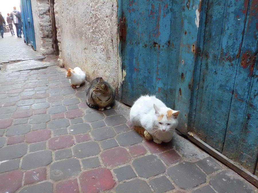 Three Cats in Essaouira Photograph by Miki De Goodaboom