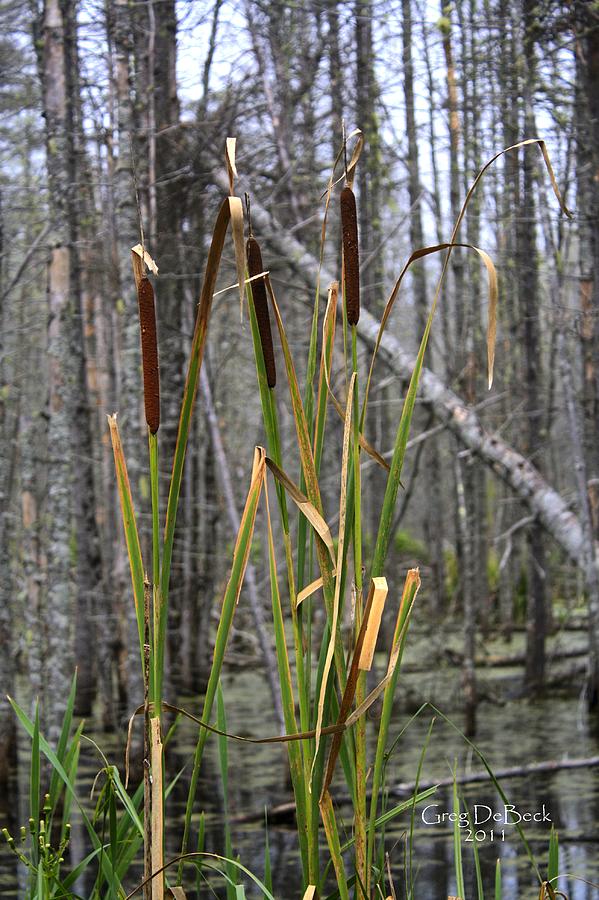Three Cattails Photograph by Greg DeBeck