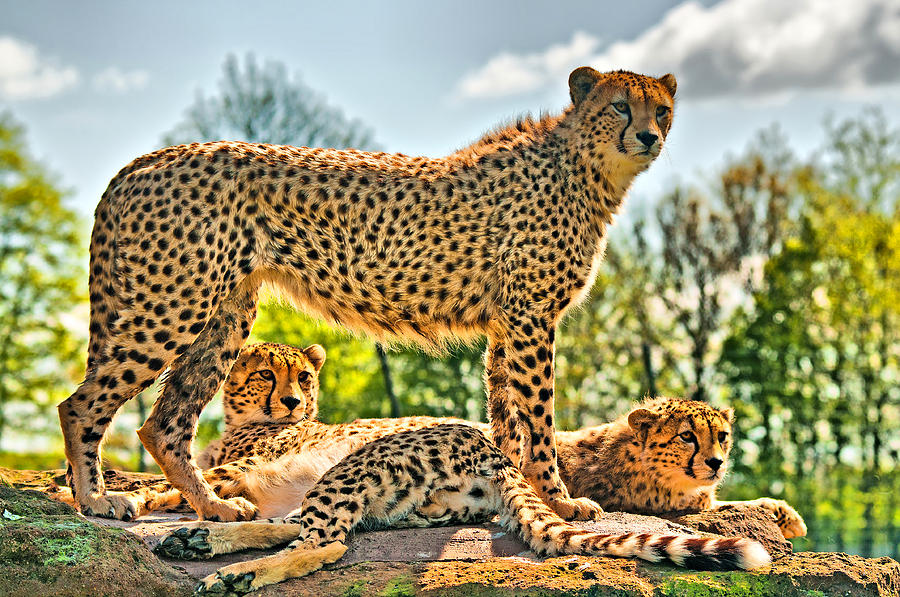Three Cheetahs Photograph by Chris Thaxter