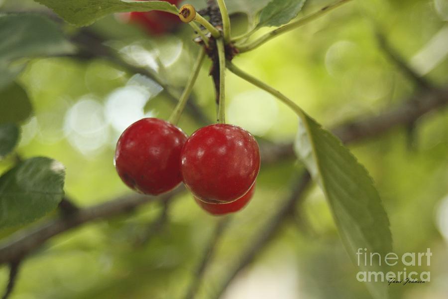 Three Cherrys Photograph by Yumi Johnson