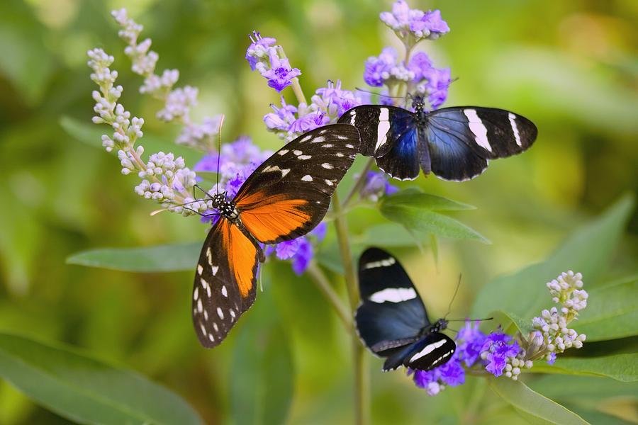 Three Colorful Butterflies On Blossoms Photograph by Craig Tuttle