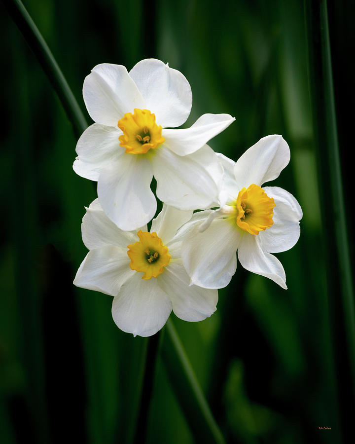 Three Daffodils Photograph by John Pagliuca