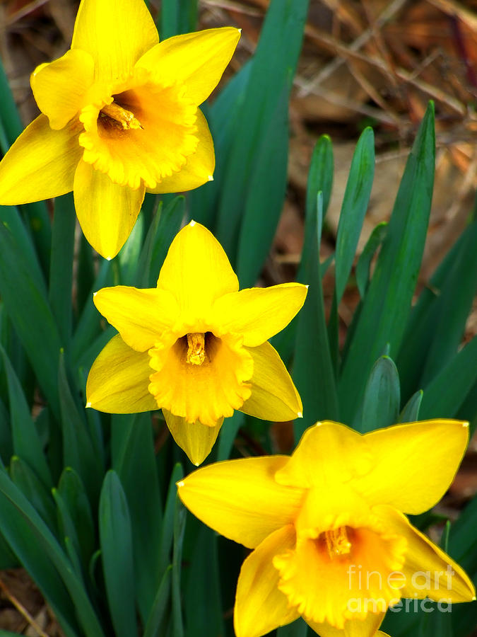 Three Daffodils Photograph Photograph by Kristen Fox