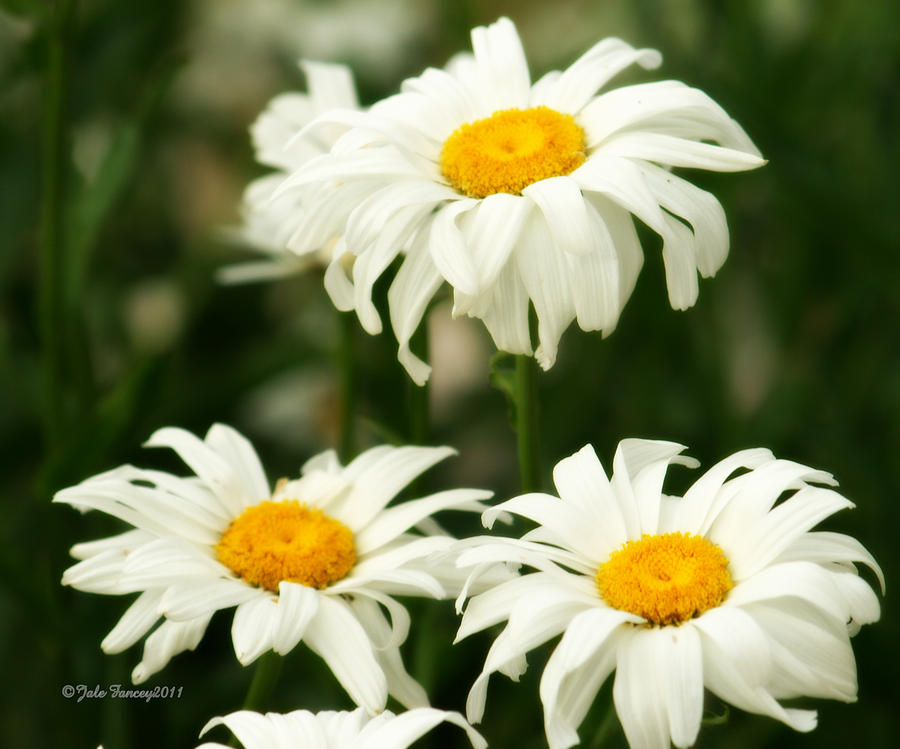 Three Daisies Photograph by Jale Fancey