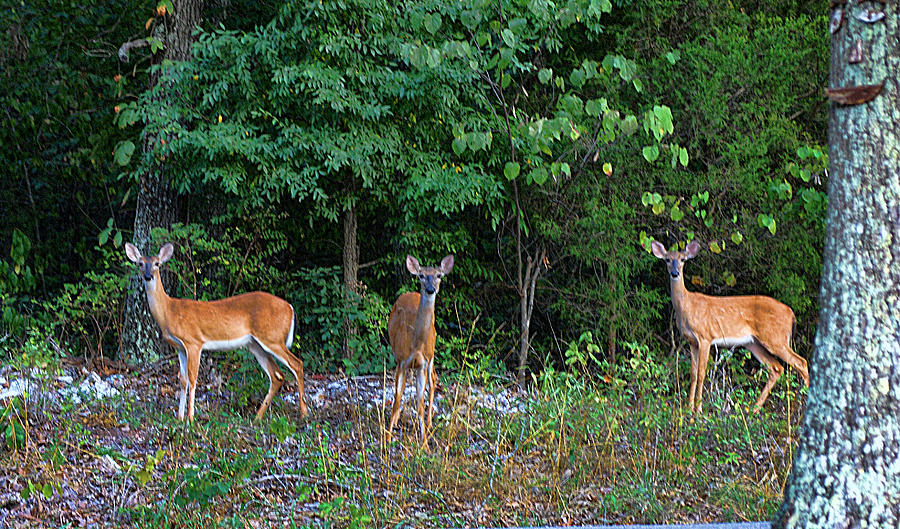 Deer Photograph - Three Deer and Mr Tree by Rick Friedle