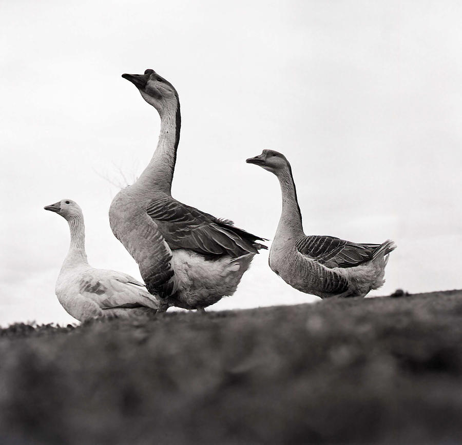 Three domestic geese Photograph by Emanuel Tanjala