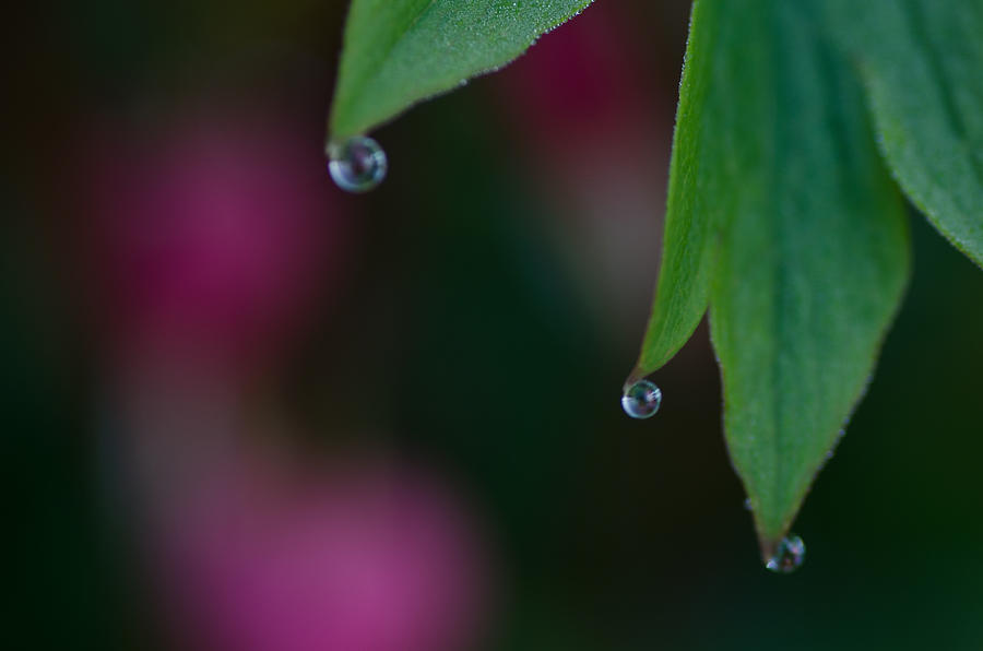 Three Drops Photograph by Sue Capuano