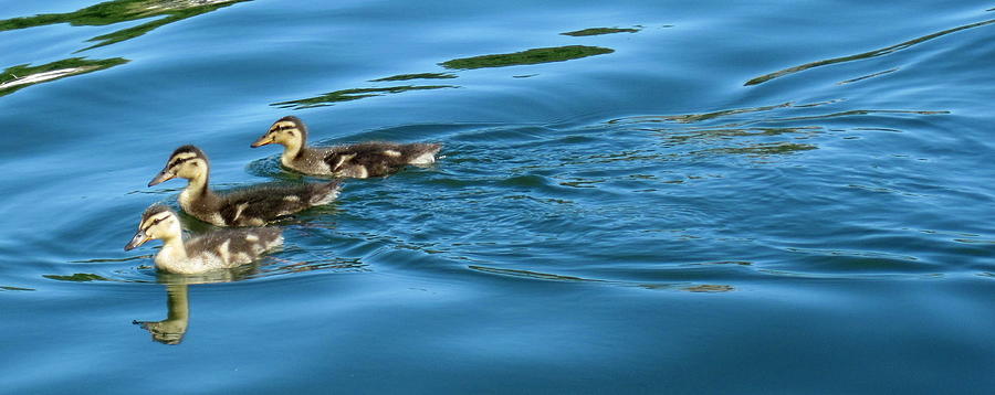 Three ducklings Photograph by Life Makes Art