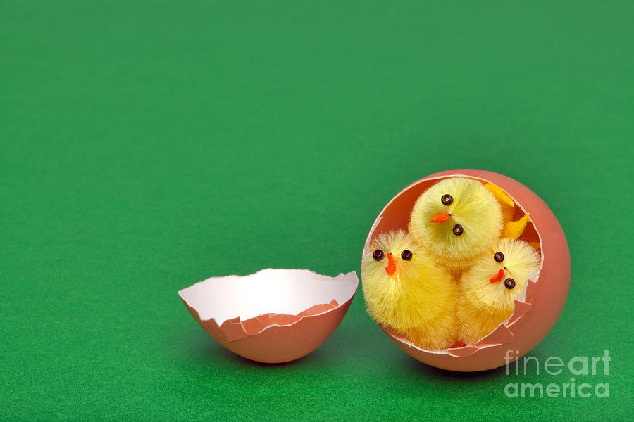 Easter Photograph - Three easter chicks in an egg shell by Richard Thomas