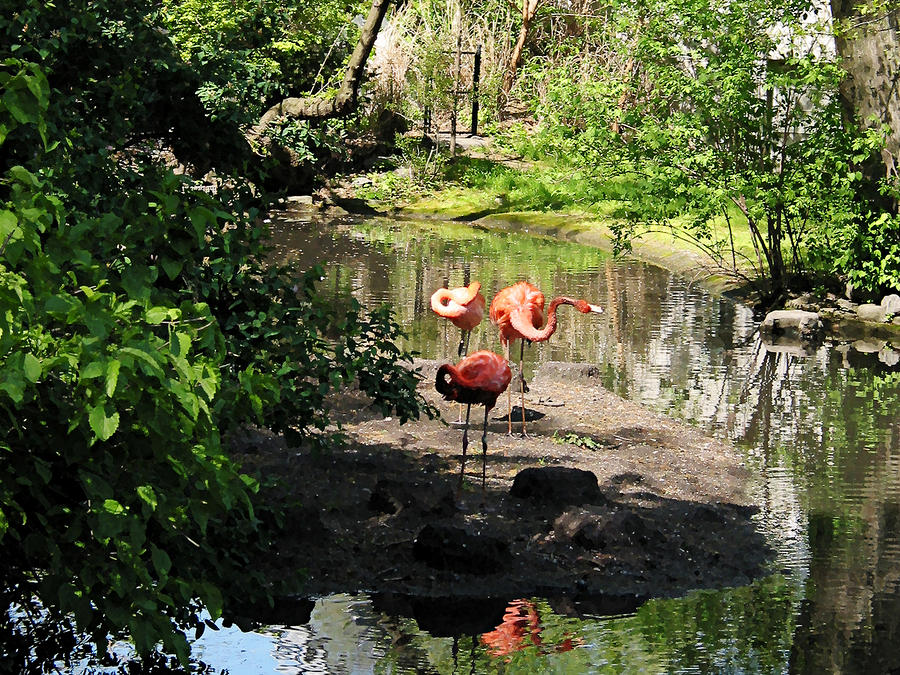 Bird Photograph - Three Flamingos by Susan Savad