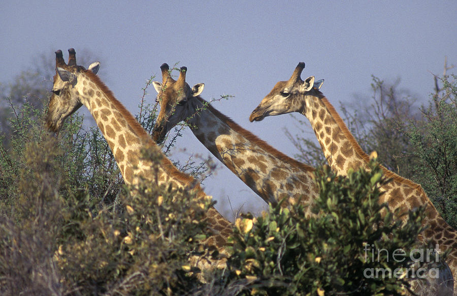 Three Friends - Savuti Marsh Botswana Photograph by Craig Lovell