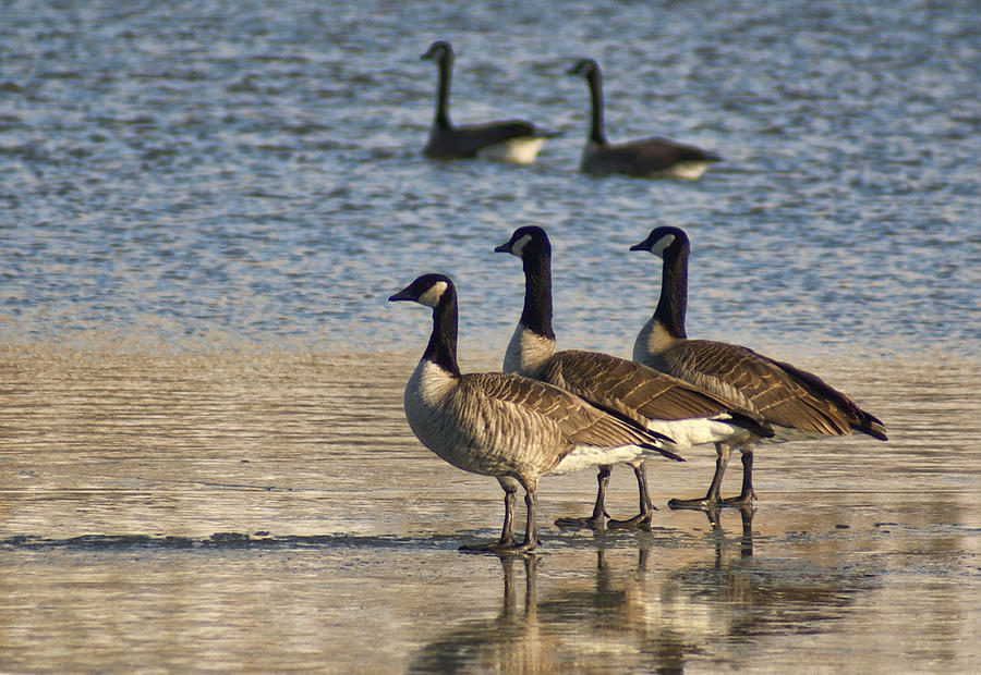Geese Photograph - Three Geese by Alan Hutchins