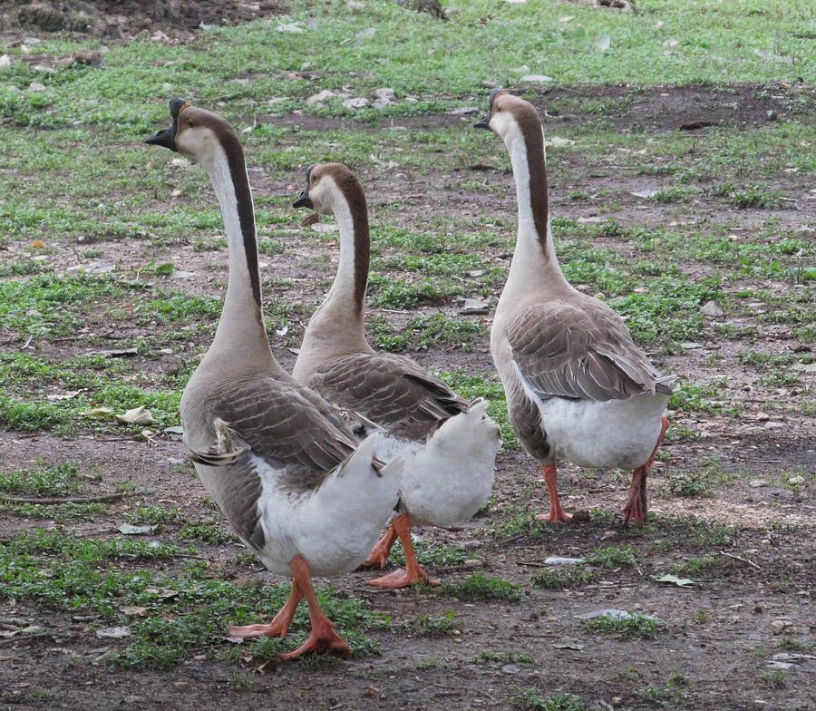 Three Geese Photograph by Lydia Evans | Fine Art America