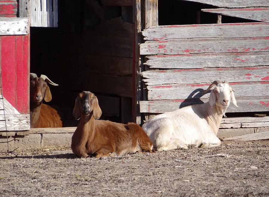Three Goats Photograph by Keith Stokes