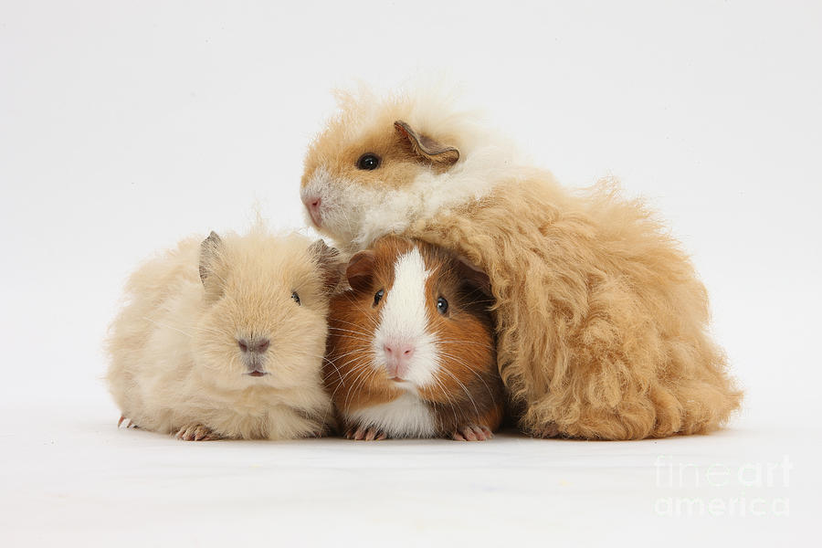 3 guinea pigs together